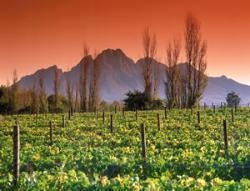 Weingebiet in der Kapregion