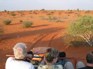 auf Pirschfahrt in der Kalahari-Wüste