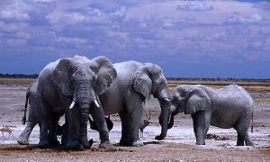 Elefanten im Etosha Park